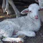 La Cera Farm * סנטה טרזה גאיורה