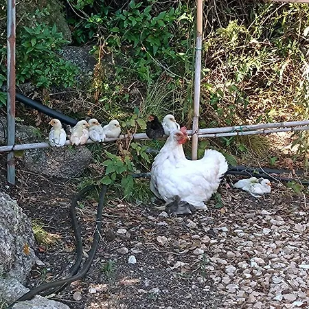 La Cera Farm