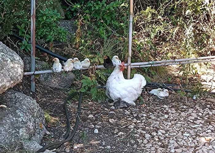 La Cera Farm