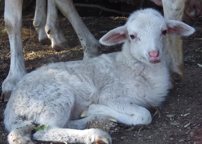 La Cera Farm * Santa Teresa Gallura