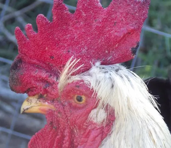 La Cera Farm Kemping Santa Teresa Gallura